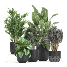 Plant collection